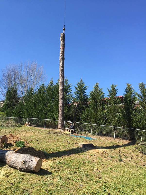 tree-removal-1