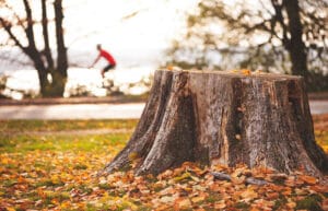 Stump Removal