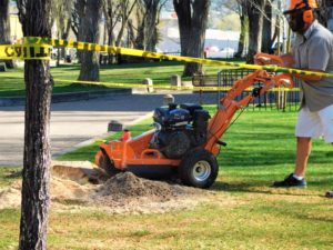 worker grinding stump