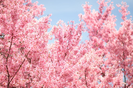 cherry blossom tree with pink blooms